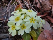 61 Primule in fiore